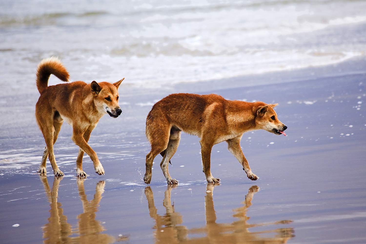 dingo's fraser island tour