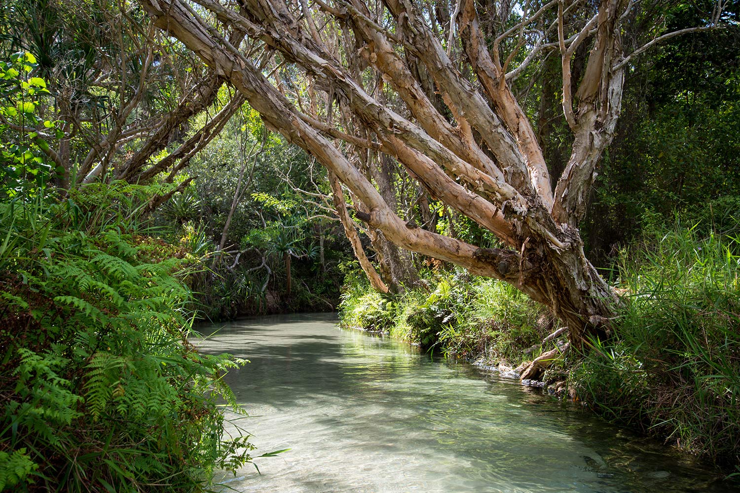 Fraser Island Tour Eli Creek